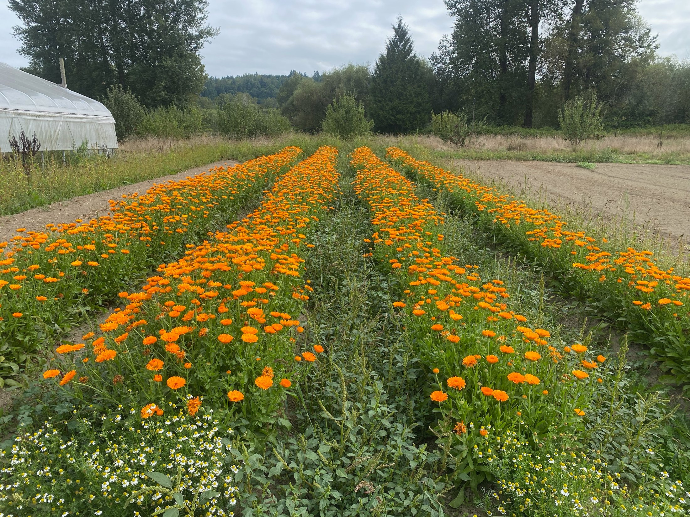 Rows of calendula in flower at a Nutri8 regenerative grow
